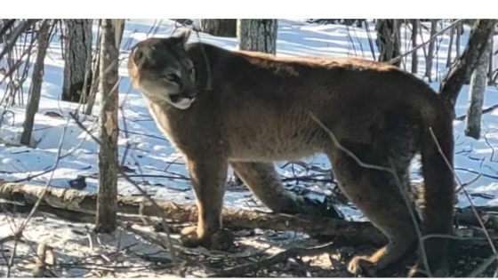 Parkland trapper catches live cougar, 1st ever captured in Manitoba