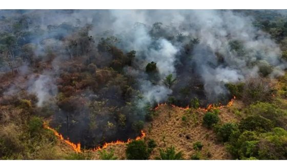 ‘We are losing the Amazon rainforest’: Record number of wildfires in parts of Brazil