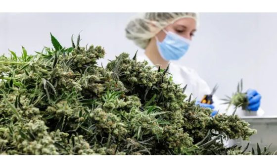 Medical cannabis hurdles remain in Canada. Here’s why