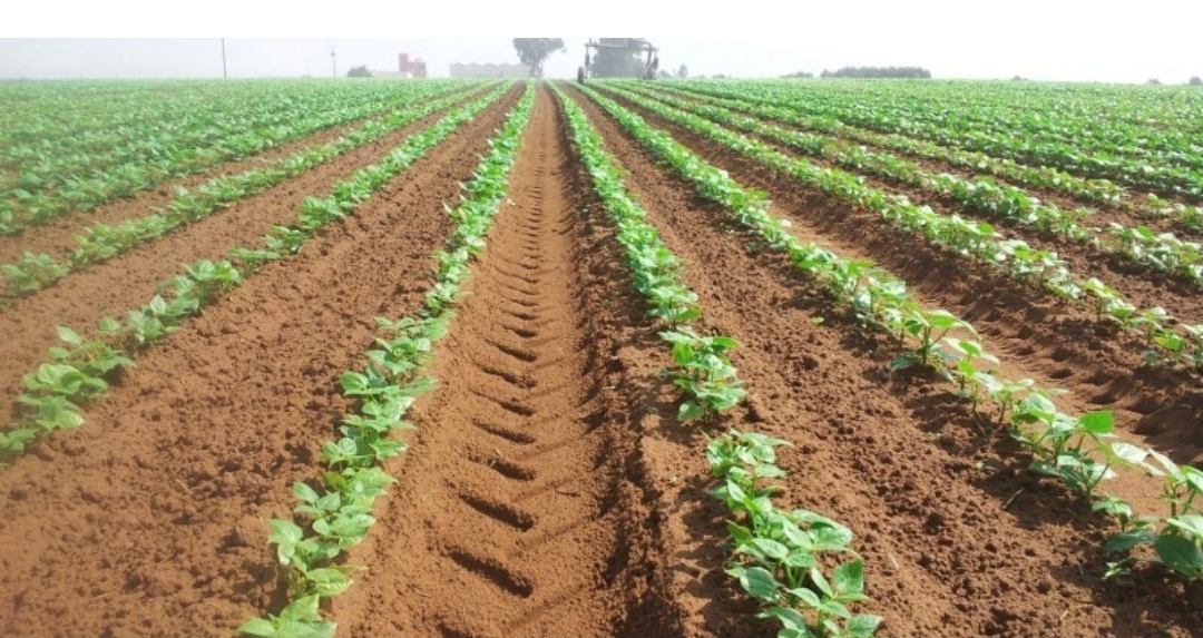 Government Pledges Continued Support for Morocco’s Agricultural Chains Amid Drought