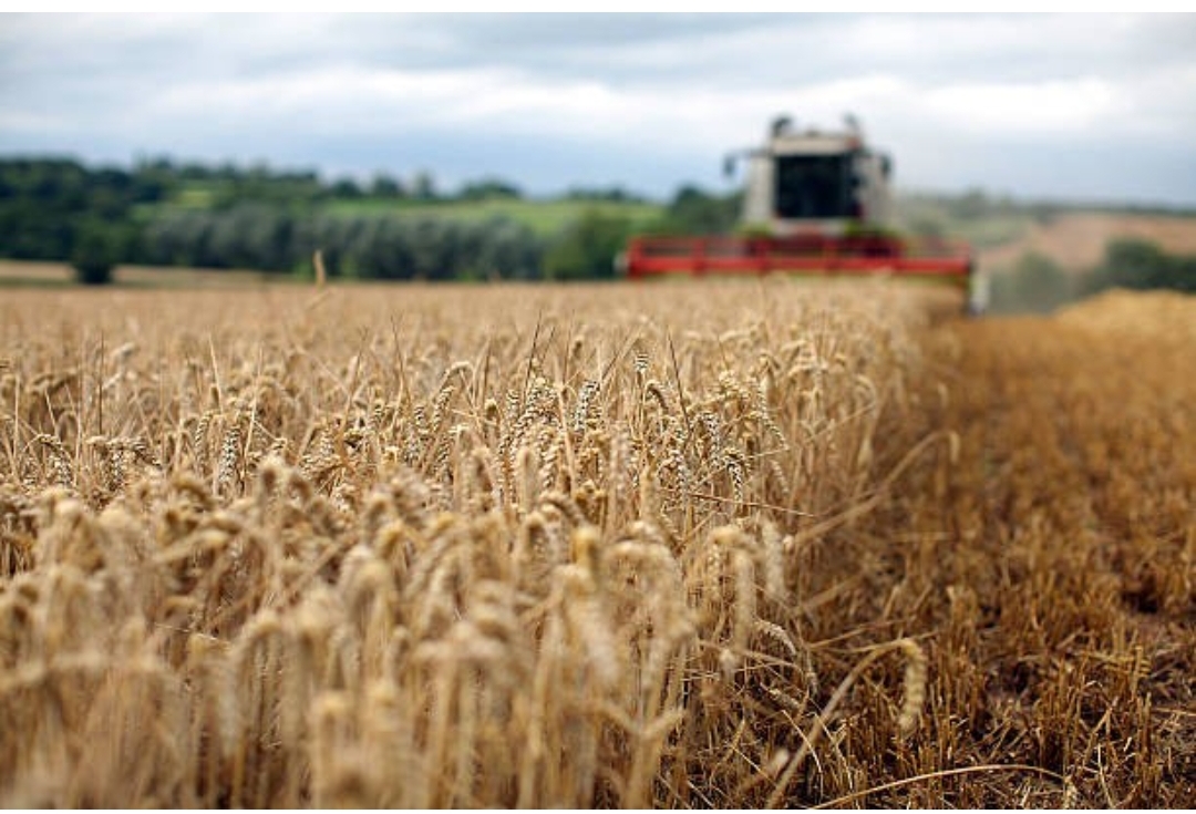 Morocco Launches 2024-2025 Agricultural Season with Bold Support for Farmers