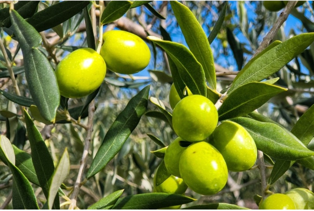 Morocco Approves Import of Brazilian Olive Oil Amid Drought and Shortages