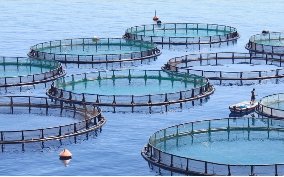 Morocco Develops 200 Aquaculture Farms in 2024, Boosting Job Creation