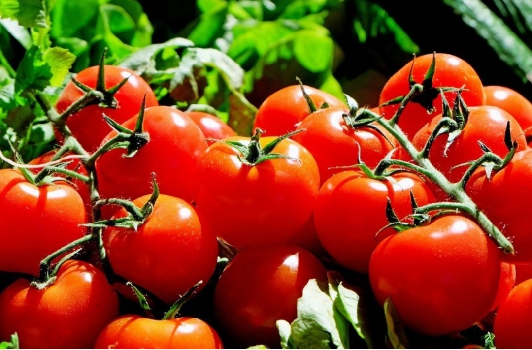 Morocco To Remain Key Supplier of Fresh Tomatoes to EU