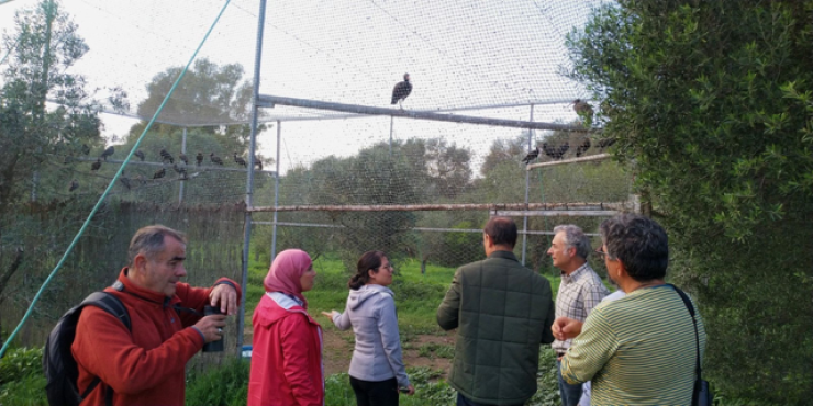 Morocco, Spain Collaborate on Endangered Species Conservation in Andalusia