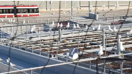 TTC to use sound cannons to scare seagulls away from rooftop of streetcar storage facility