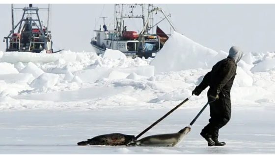 Seal hunt advocate claims vindication, as Senate committee urges help for industry