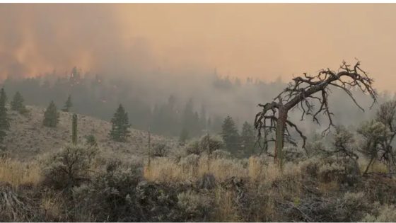 Thousands remain on evacuation alert in B.C. due to wildfires