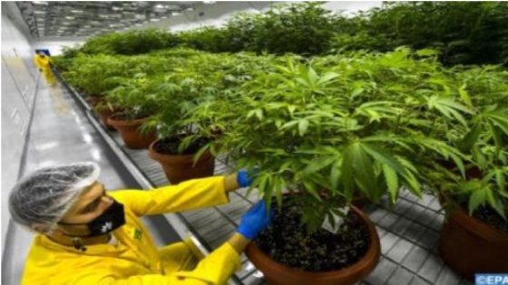 Cannabis Cultivation: Royal Pardon, Gesture of High Solicitude, Decisive Turning Point for Industry’s Development