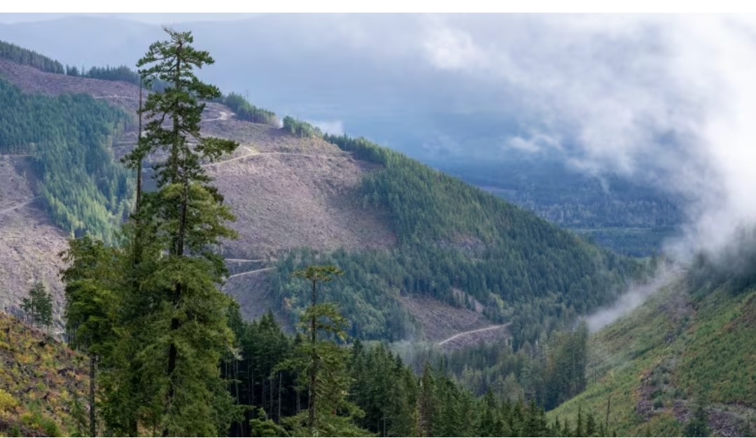 Logging is the 3rd highest emitter in Canada. It should be measured that way, a new report says