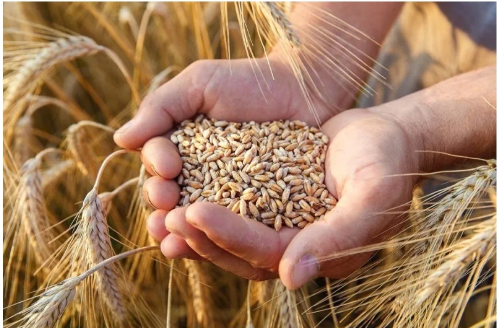 Morocco To Extend Wheat Import Subsidies Throughout 2025 Amid Drought