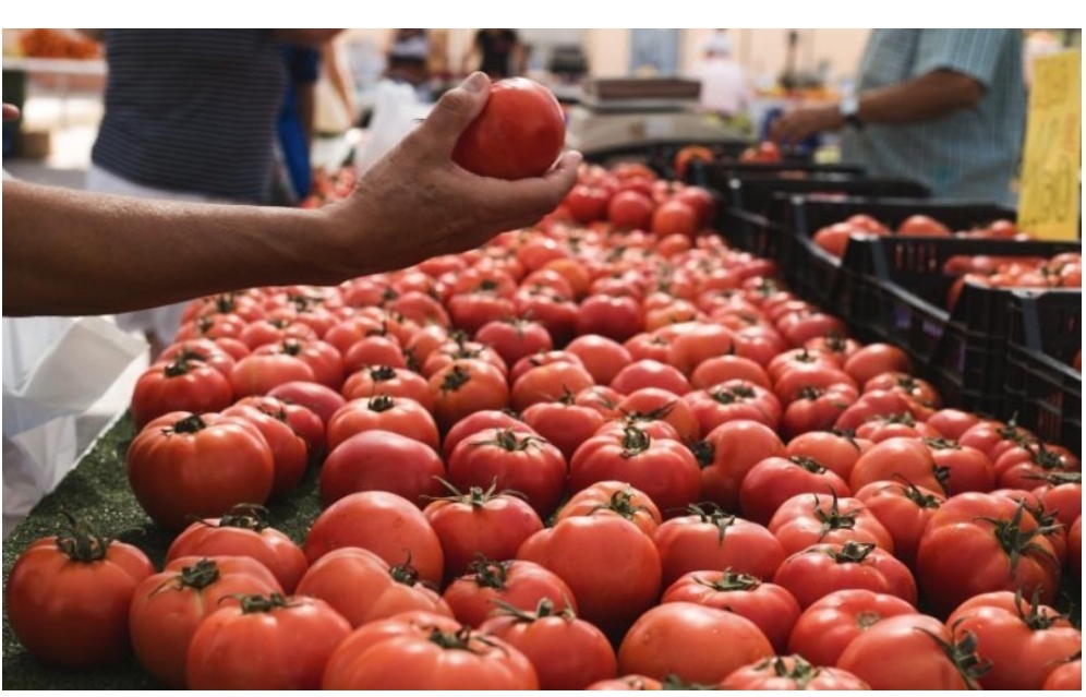 Morocco’s Tomato Exports to the EU Jump 40% in Ten Years