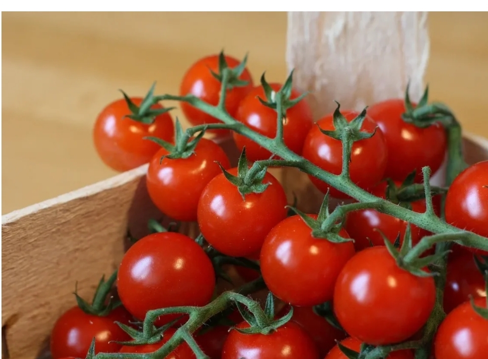 Russia Blocks Entry of Moroccan Tomato Batch Over Alleged Virus Detection